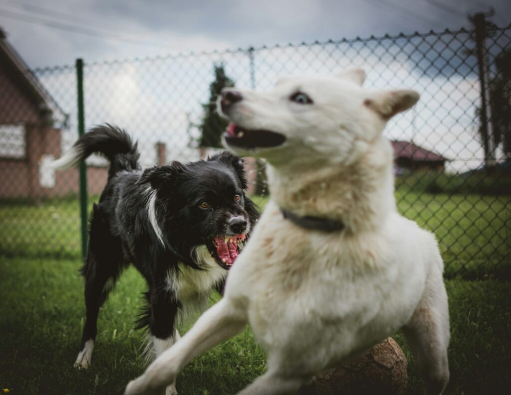 Someone's Dog Bite Me | Two Dogs Fighting