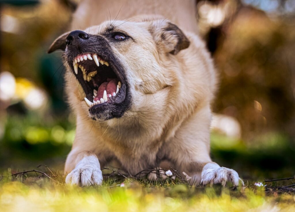 dog bite lawsuit